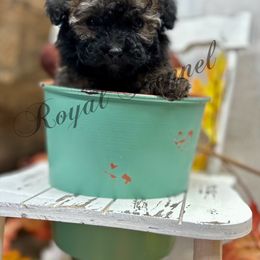 Poodle puppies from The Royal Kennel