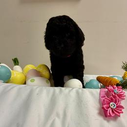 Blossom - Black female Poodle puppy in Cold Brook, New York from Tamarack Therapy Dogs