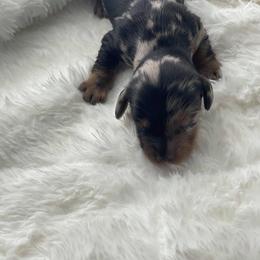 Dachshund Puppies from Hart Dachshunds