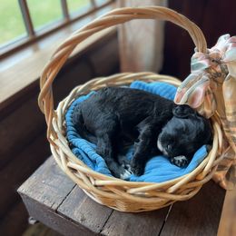 Sheepadoodle Puppies from Oak Hill Doodles