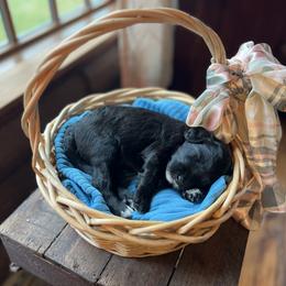Sheepadoodle Puppies from Oak Hill Doodles