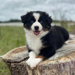 Miniature American Shepherd and Miniature Australian Shepherd Puppies from Quarter Creek Stockdogs & Mini/Toy Australian Shepherds