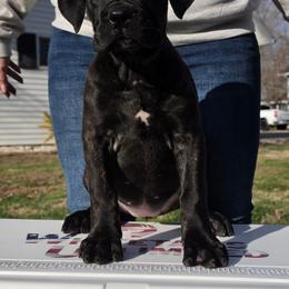 Girl 1 - Black brindle female Cane Corso puppy in Mason City, Illinois from Red Wood Cane Corso