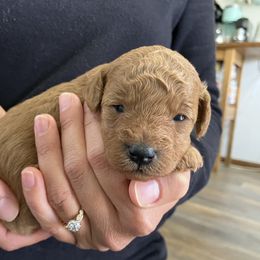Cavapoo Puppies from Jorden’s Cavapoo’s