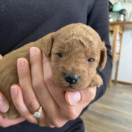 Cavapoo Puppies from Jorden’s Cavapoo’s