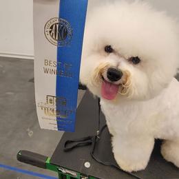 Bichon Frise All Grown Up from Bichons Of Hampstead
