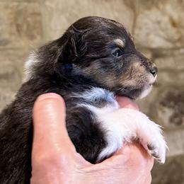Shetland Sheepdog Puppies from Somerlake Shetland Sheepdogs