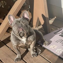 French Bulldogs from Jax Kennels