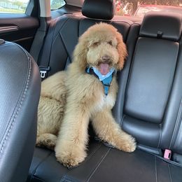 Goldendoodle and Poodle Puppies from SoFlo Lavish Kennels