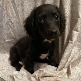 Cole - Black male Dachshund puppy in Norman, Oklahoma from Country Chapel Dachshunds
