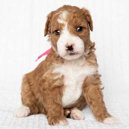Cupcake - Red  female Goldendoodle puppy in Meridian, Idaho from Country Club Doodles
