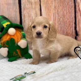 Douglas - Cream male Dachshund puppy in Nashville, Arkansas from Cuddles n Curls