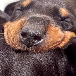 Doberman Pinscher puppies from Defensive Dobermans