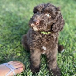 Bernedoodle, Goldendoodle, and Sheepadoodle Puppies from High Desert Doodles