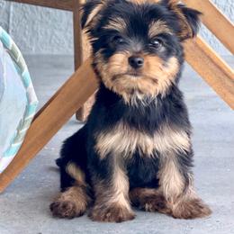Kion - Black and gold male Yorkshire Terrier puppy in Fort Myers, Florida from Katherine’s Yorkies and Poodles