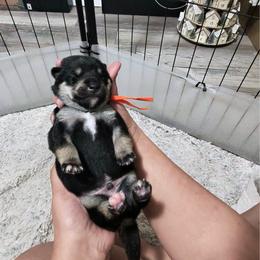 Ryuko-dragon child orange collar - Black and tan male Shiba Inu puppy in Lehigh Acres, Florida from SWFL Happy Dogs