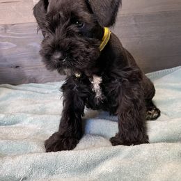 Miniature Schnauzer Puppies from Southern Charm Miniature Schnauzers