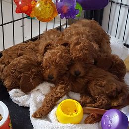 Poodle Puppies from MaryMargaret's Pups