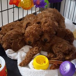 Poodle Puppies from MaryMargaret's Pups