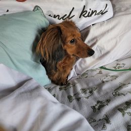 Penny - Dachshund