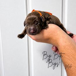 Bigs - Chocolate male Labrador Retriever puppy in Amery, Wisconsin from Cornerstone Retrievers