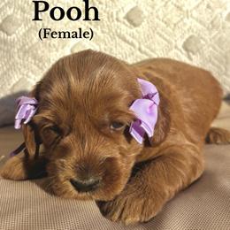Pooh - Apricot female Australian Labradoodle puppy in Citrus Heights, California from Elite Blend Labradoodles