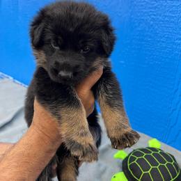 Girl 6-red - Black and tan female German Shepherd puppy in Sharon Grove, Kentucky from Julie’s Shepherds