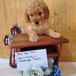 Bernedoodle and Goldendoodle Puppies from DoodleBlessings