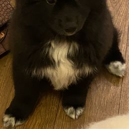 Pomeranian Puppies from Krazzy Pommys
