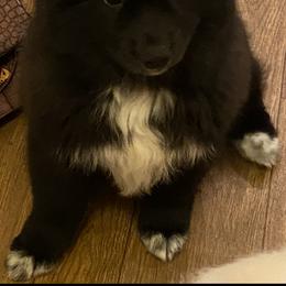 Pomeranian Puppies from Krazzy Pommys