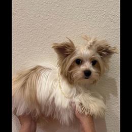 Dior, 3,500 - Blue tan and white male Biewer Terrier puppy in Burleson, Texas from Tiny Diiamond Chihuahua Boutique