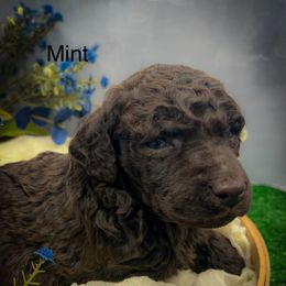 Mint - Brown male Poodle puppy in Greenville, North Carolina from Grace Poodles