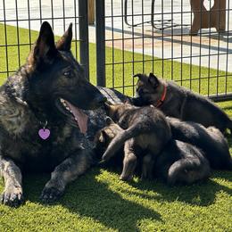 German Shepherd Puppies from 7OaksK9