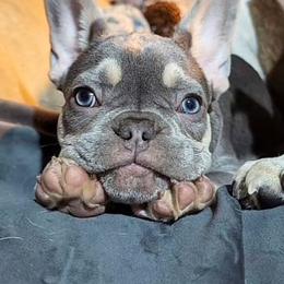French Bulldog Puppies from Lilac City Frenchies