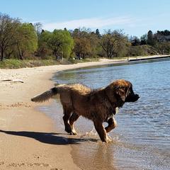 Leonberger Puppies from Sinnsro Leonbergers