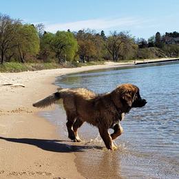 Leonberger Puppies from Sinnsro Leonbergers