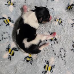 Claire - White black and tan female Papillon puppy in Hollister, Missouri from Swan Creek Kennel