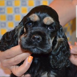 Cocker Spaniel Puppies from Cocker Paradise