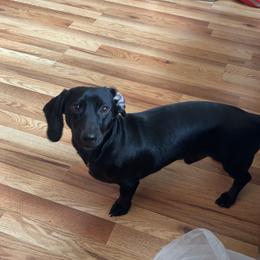 Kairo - Black male Dachshund puppy in Watertown, Massachusetts from Jae’s Puppy House
