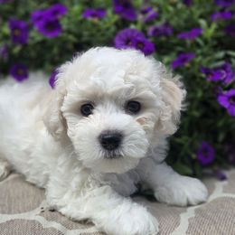 Girl 1 - White female Bichon Frise puppy in Freehold, New Jersey from Michael & Nataliya's Pups