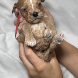 Cavalier King Charles Spaniel and Cavapoo Puppies from Alex Camp