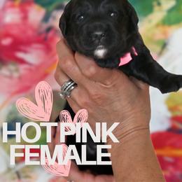 Hot Pink - Black female Goldendoodle puppy in Platteville, Wisconsin from Beck Kennel