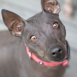 American Hairless Terrier All Grown Up from Strider’s American Hairless Terriers