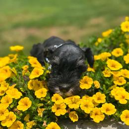 Blaze - Black and silver male Miniature Schnauzer puppy in Taylorsville, North Carolina from Feather & Tail Acres