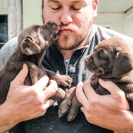 Labrador Retriever Puppies from Old Railroad Labs