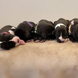 Great Danes from MDD