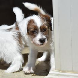 Reilly Girl 2 - White and tan female Russell Terrier puppy in Middletown, Virginia from DBF Russell Terriers