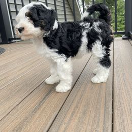 Angie - Black and white female Bernedoodle puppy in Holtwood, Pennsylvania from Country Ridge Puppies