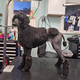 Diva - Poodle