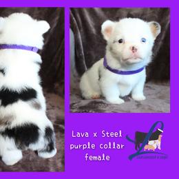 Purple Female - White and black female Pembroke Welsh Corgi puppy in Wayne City, Illinois from Lash Livestock & Corgis